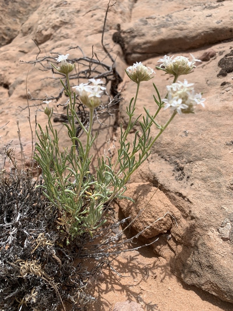 Rosy Ipomopsis photo 2