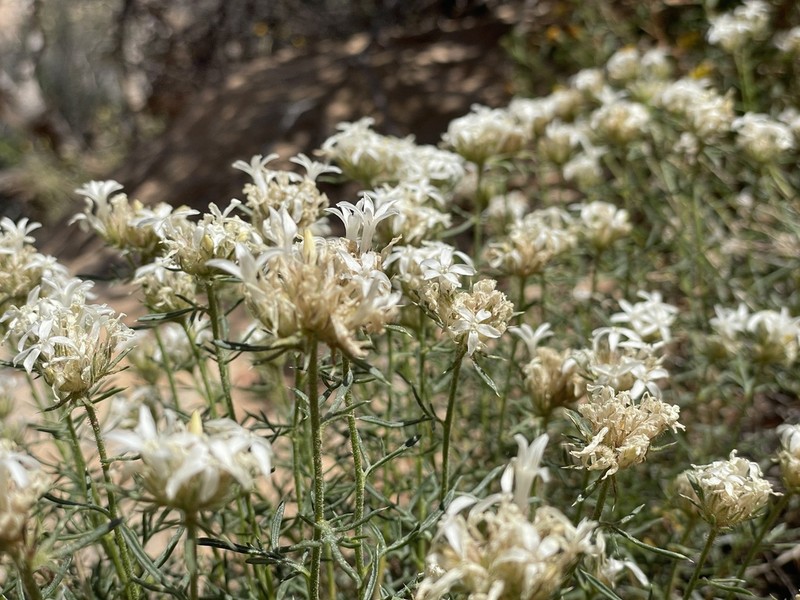 Rosy Ipomopsis photo 3