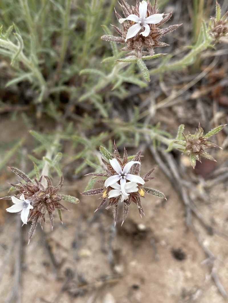 Rosy Ipomopsis photo 4