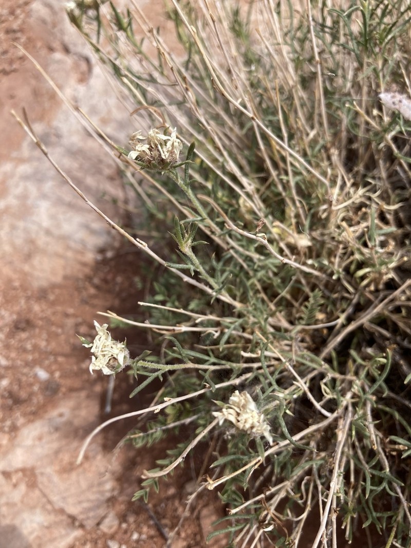 Rosy Ipomopsis photo 6