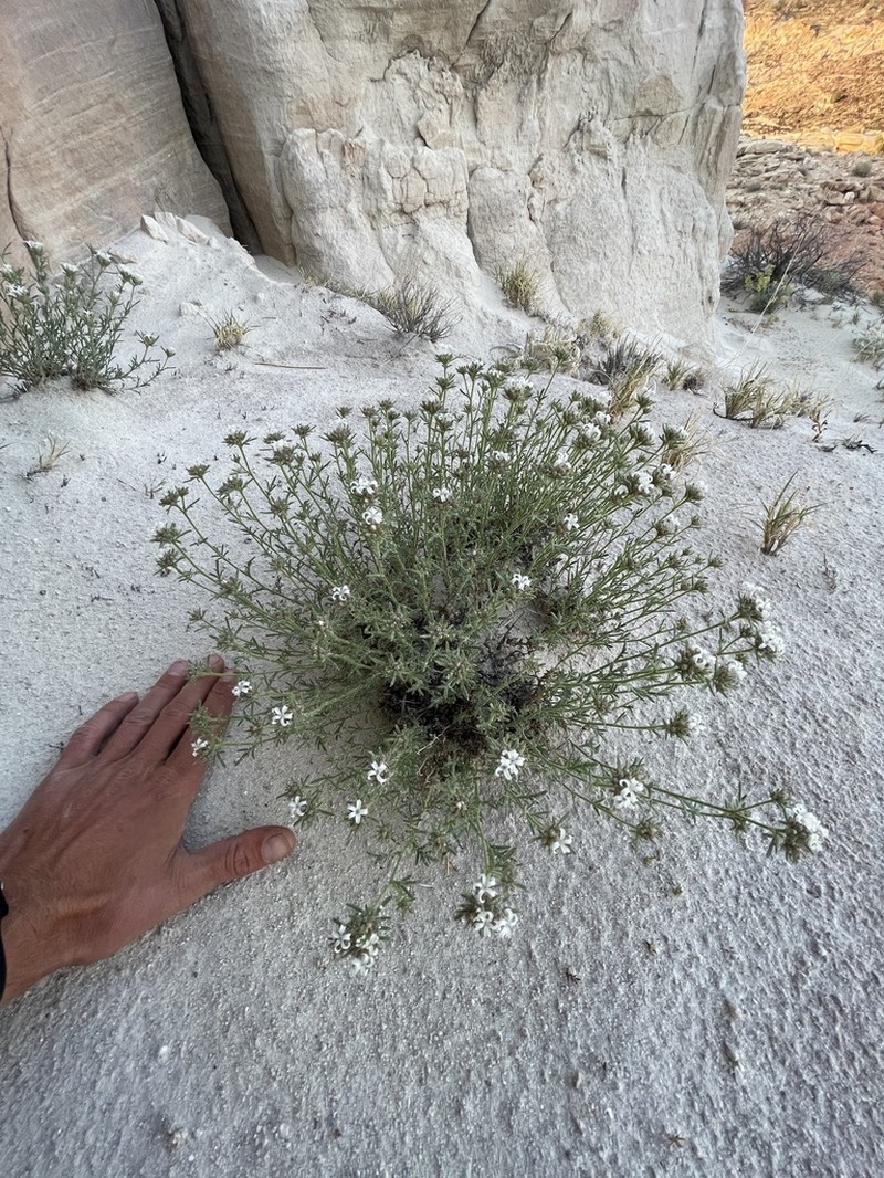 Rosy Ipomopsis photo 8