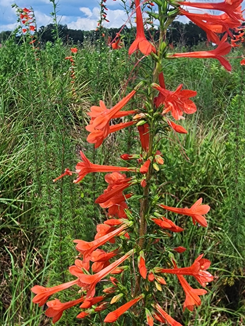 Standing-Cypress photo 2