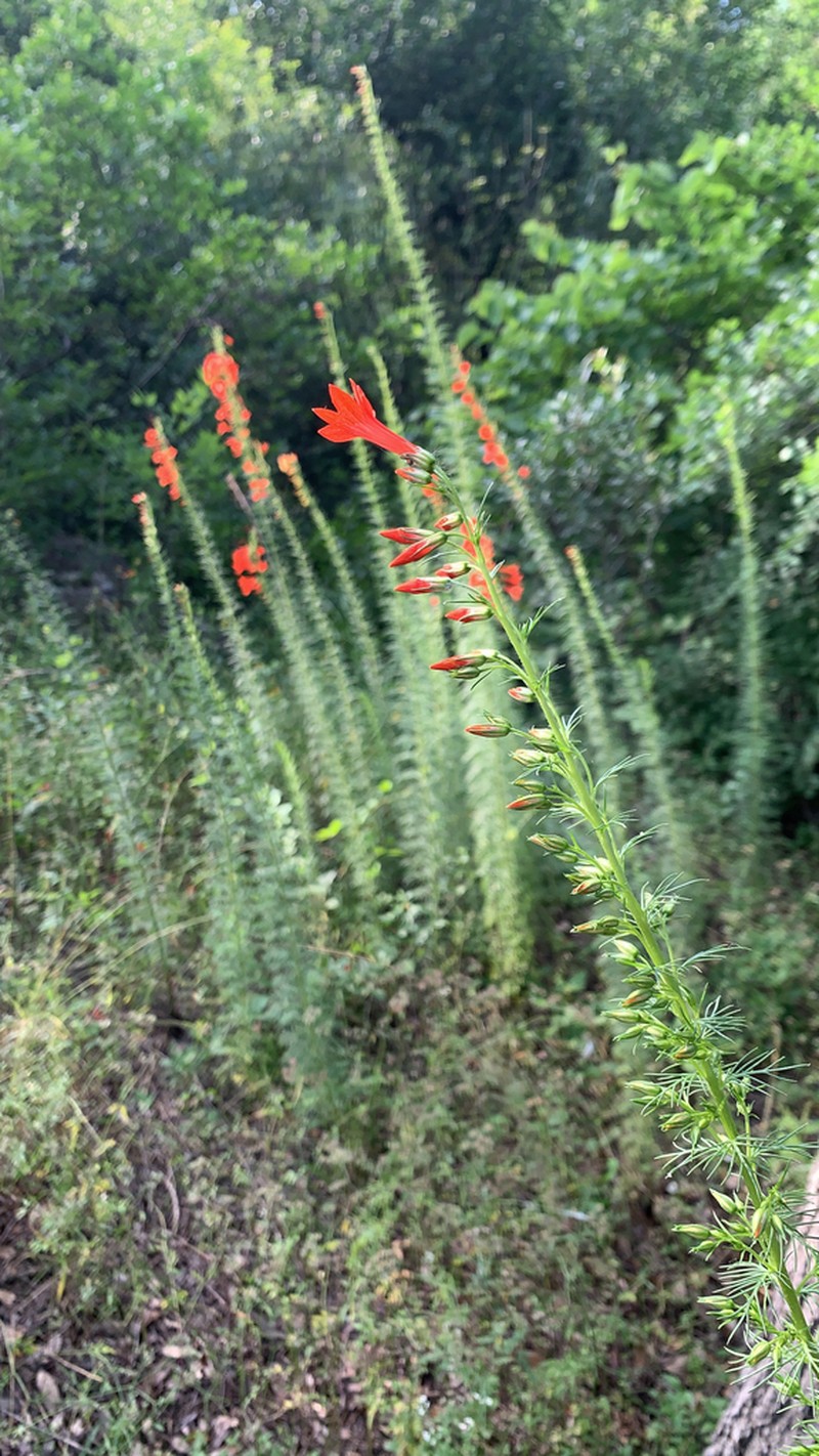 Standing-Cypress photo 4