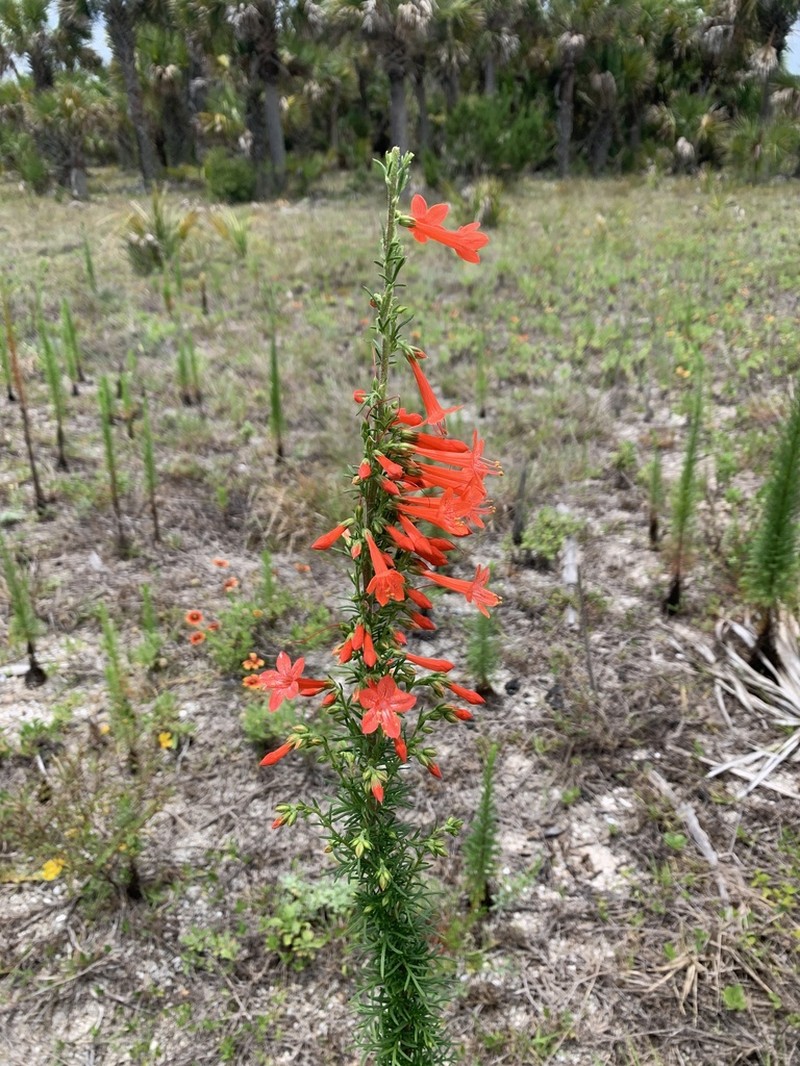 Standing-Cypress photo 8