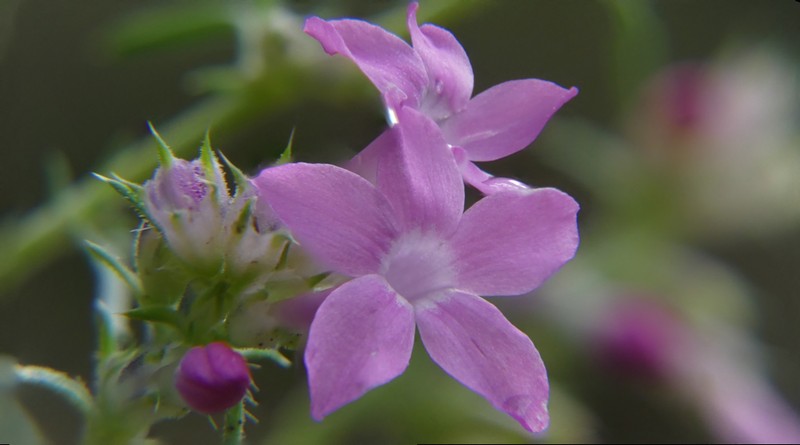 Holy Ghost Ipomopsis