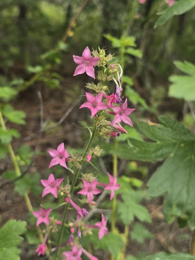 Holy Ghost Ipomopsis photo 5