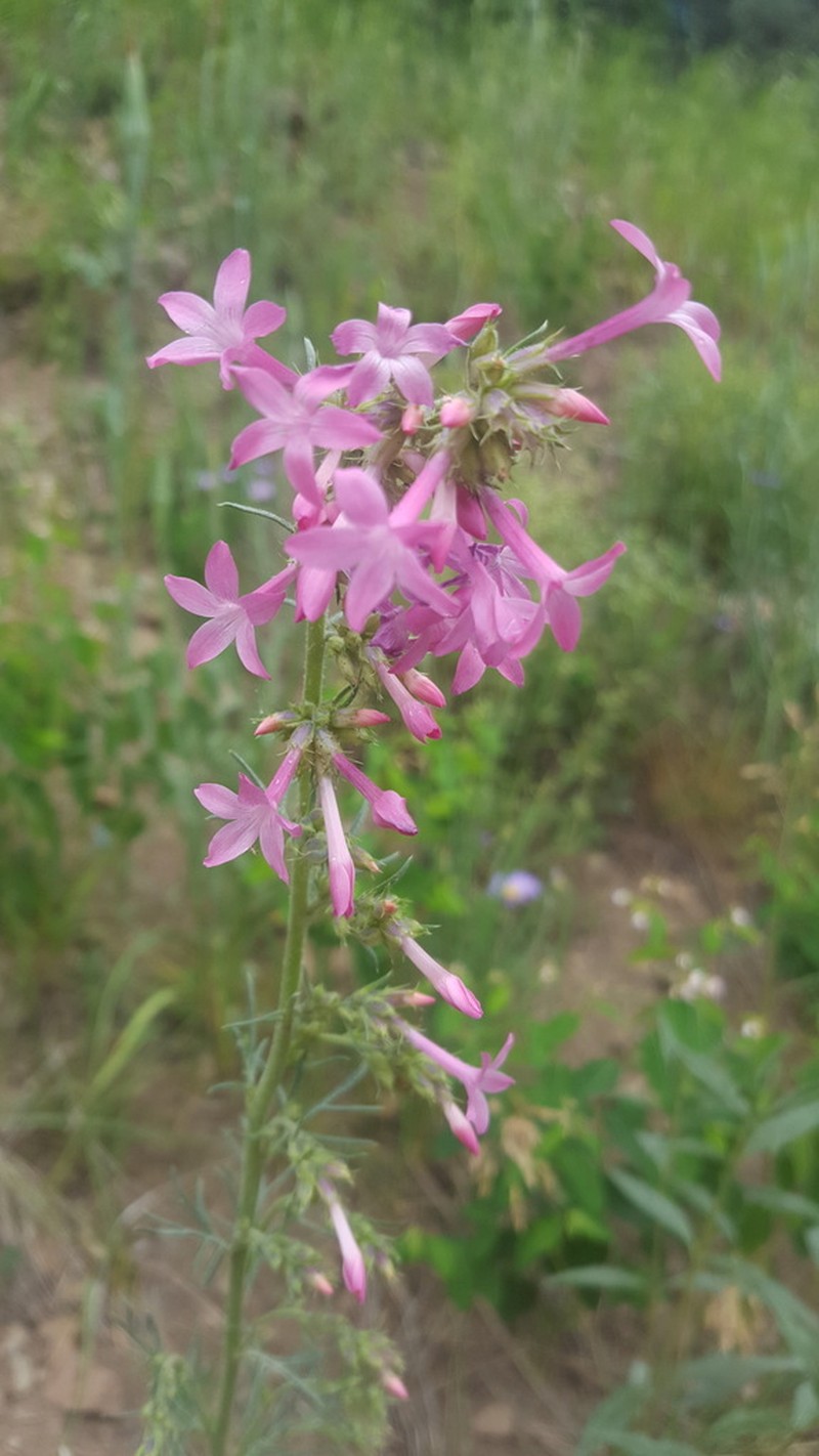Holy Ghost Ipomopsis photo 6