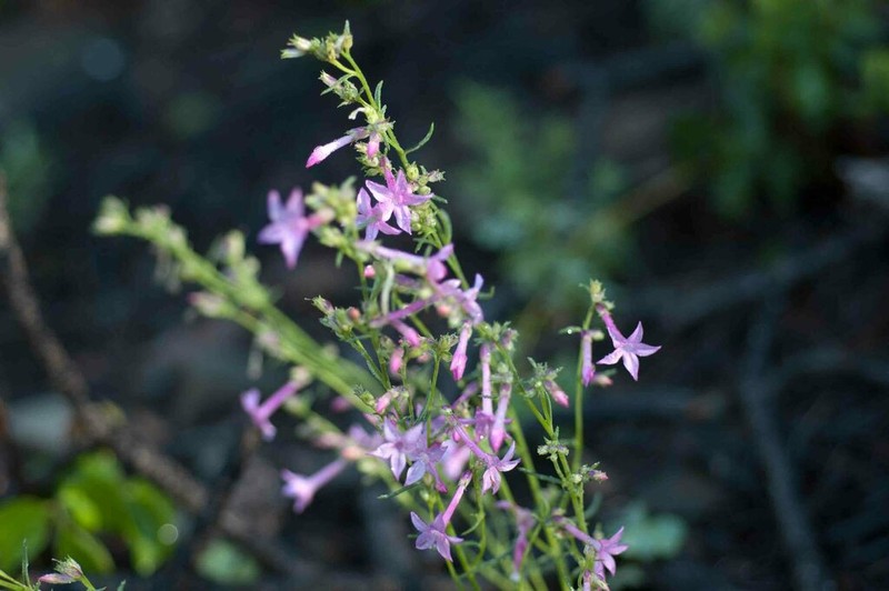 Holy Ghost Ipomopsis photo 7