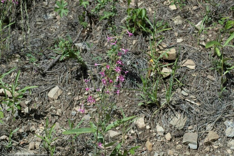Holy Ghost Ipomopsis photo 8