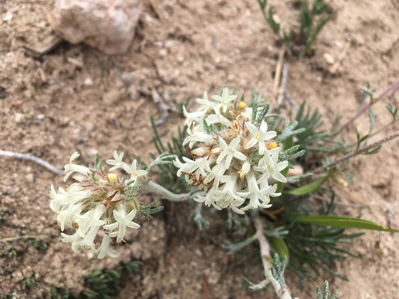 Spiked Ipomopsis