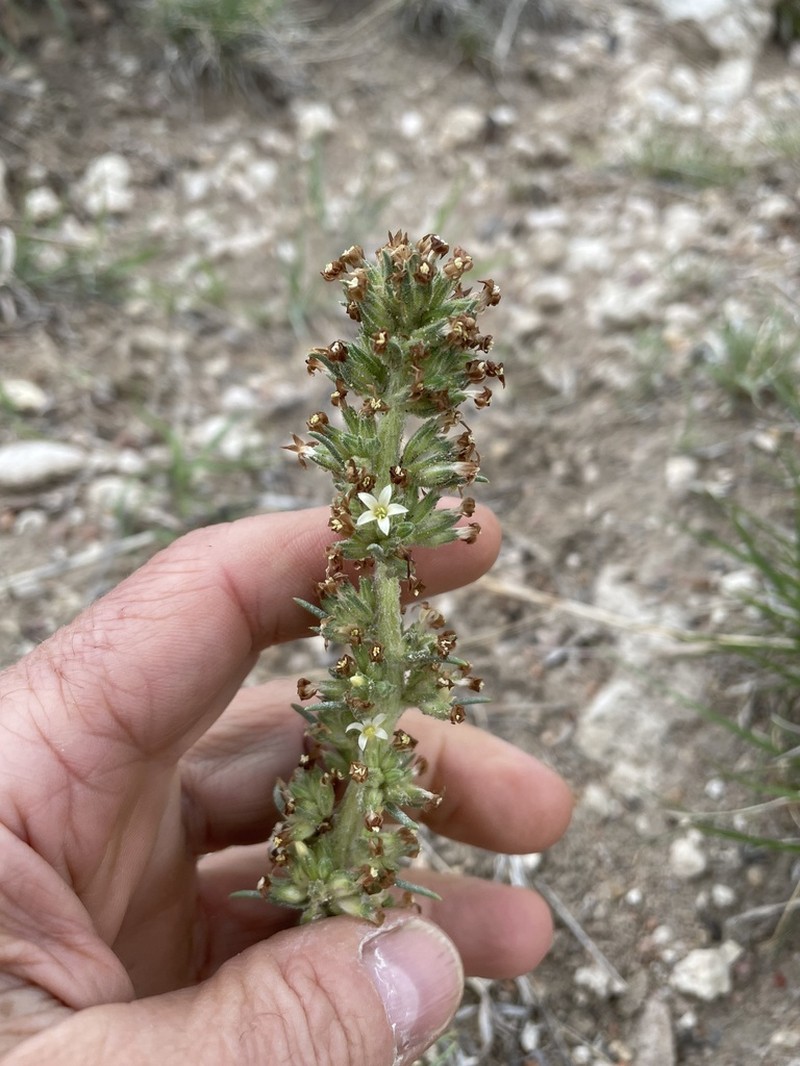 Spiked Ipomopsis photo 3