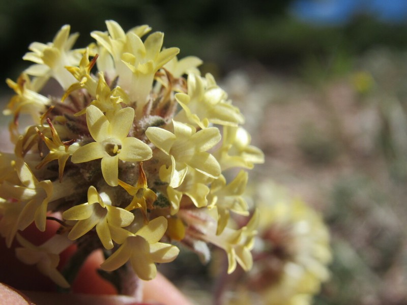 Spiked Ipomopsis photo 5