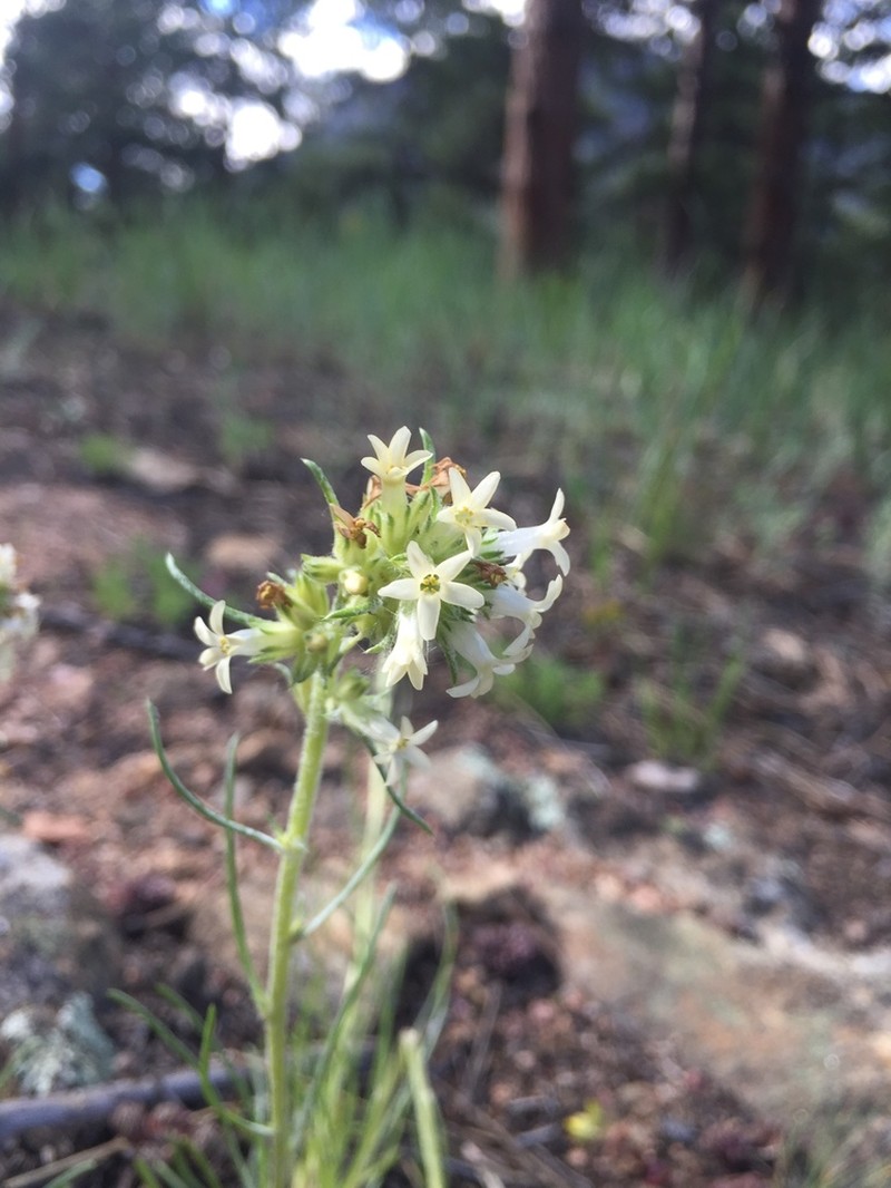 Spiked Ipomopsis photo 6