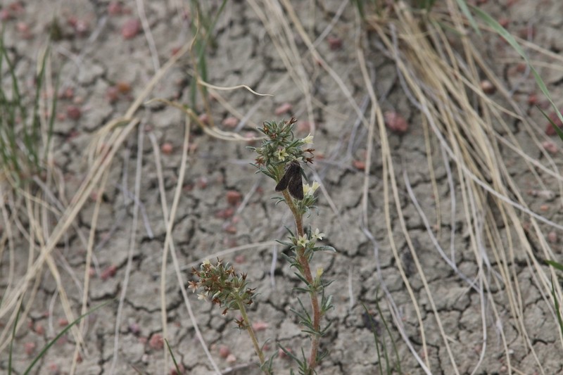 Spiked Ipomopsis photo 7