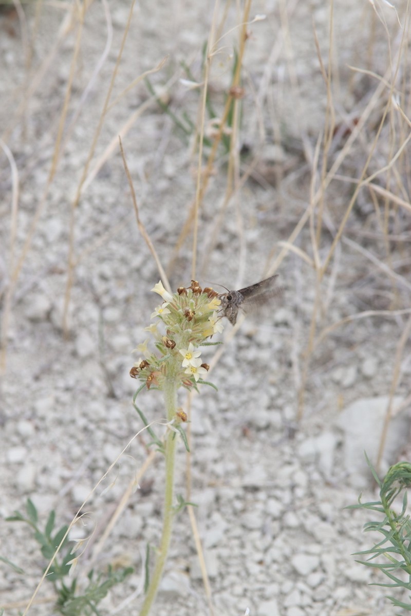 Spiked Ipomopsis photo 8