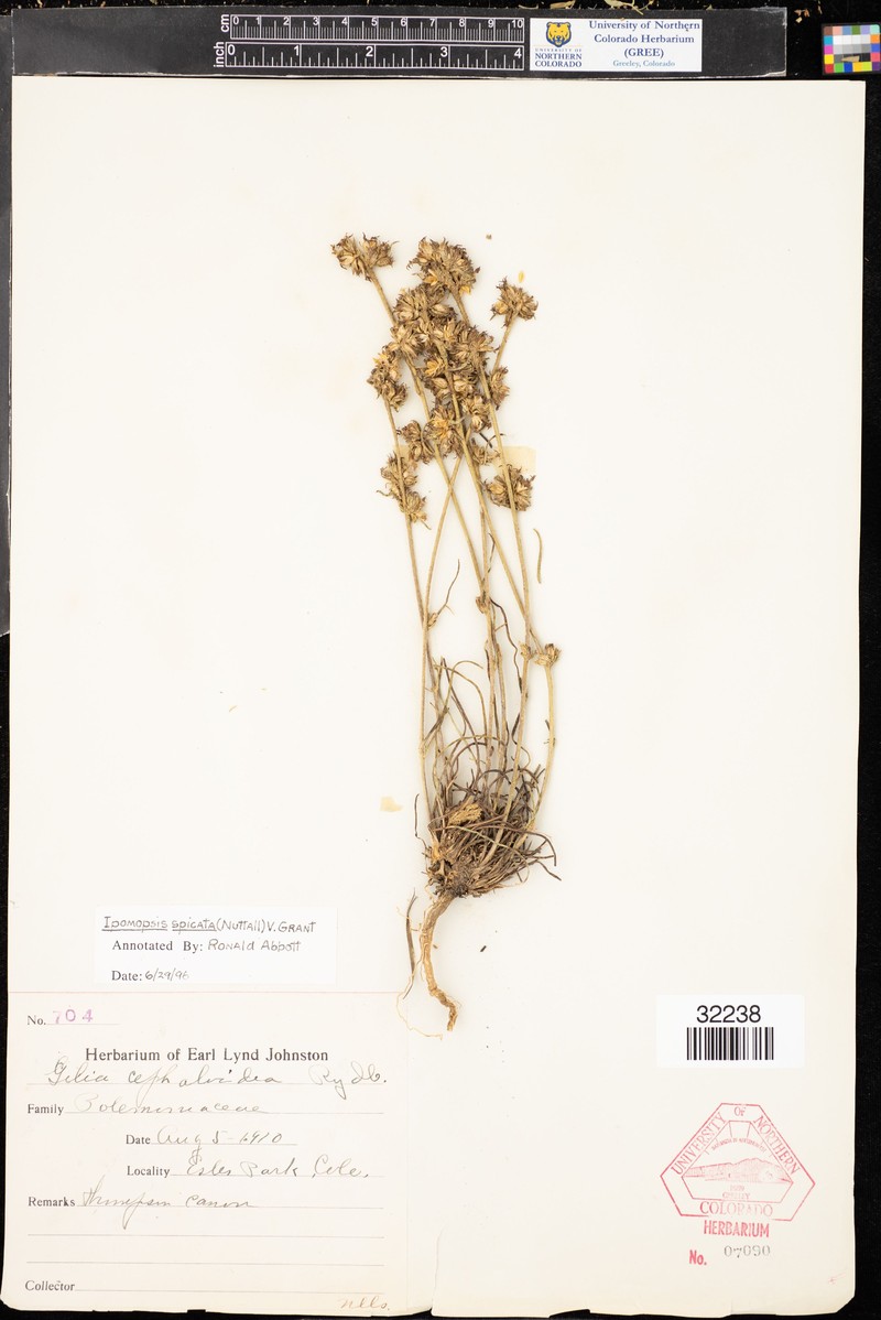 Ipomopsis spicata subsp. capitata