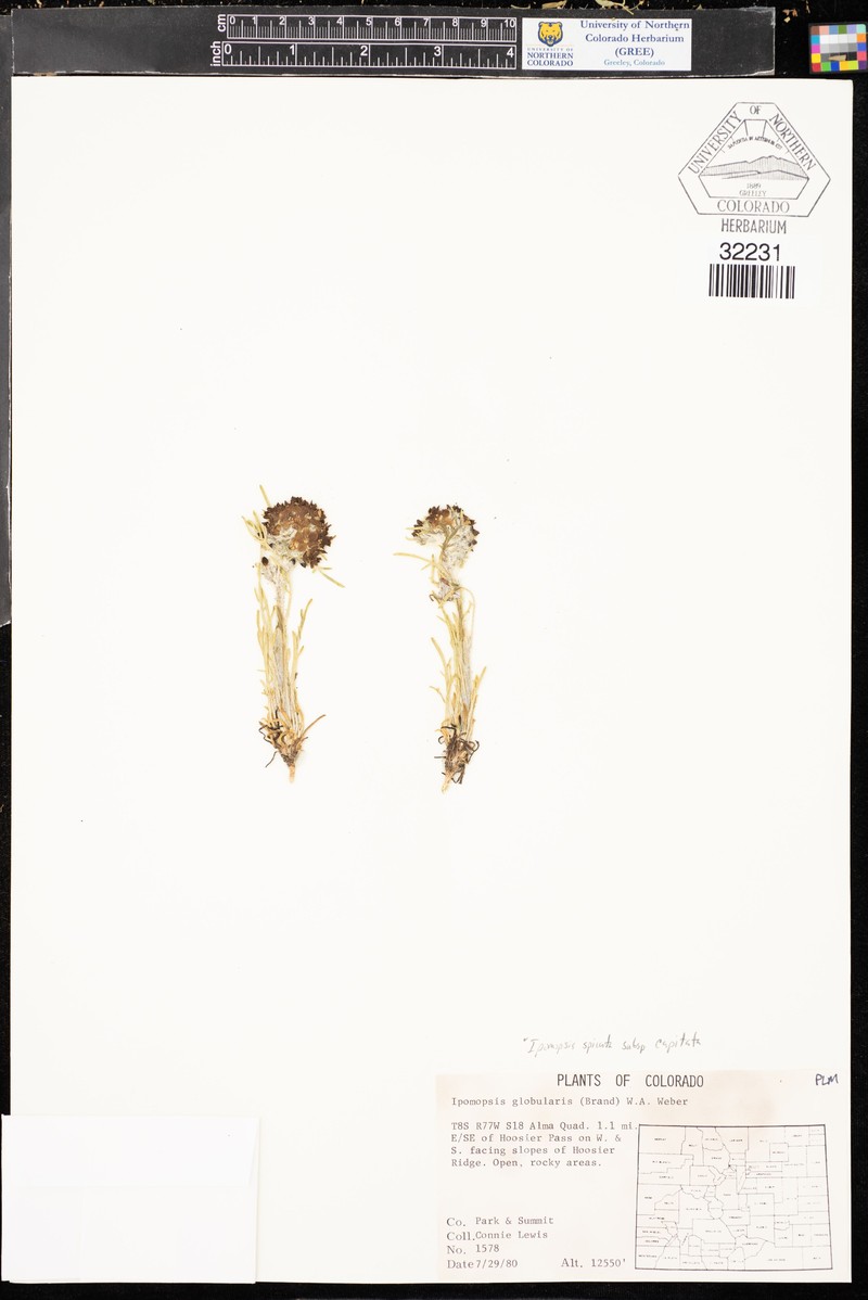 Ipomopsis spicata subsp. capitata photo 2