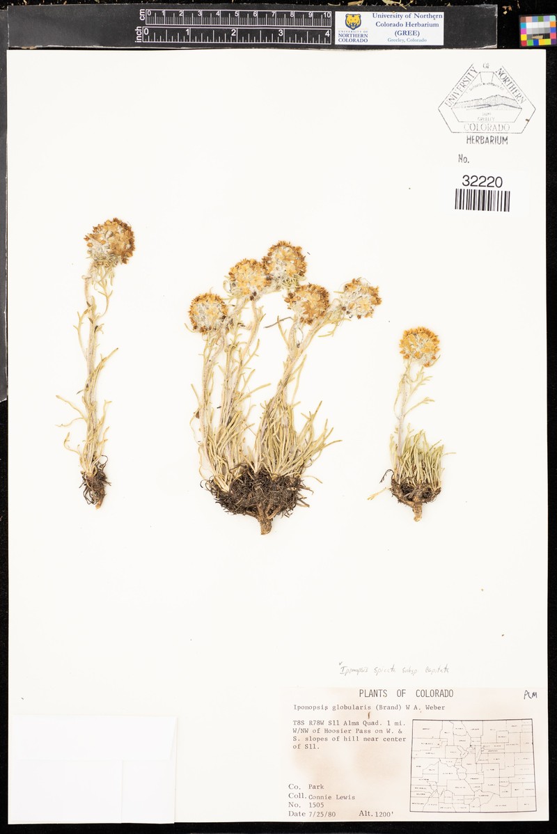 Ipomopsis spicata subsp. capitata photo 3