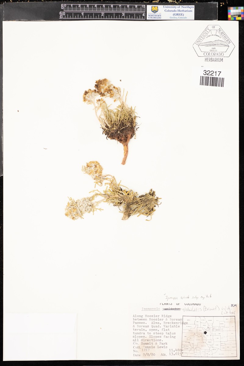Ipomopsis spicata subsp. capitata photo 4