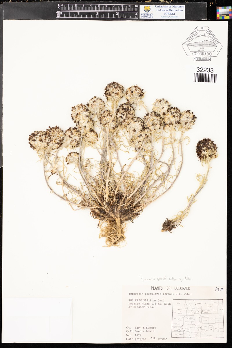Ipomopsis spicata subsp. capitata photo 5