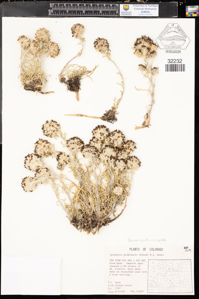 Ipomopsis spicata subsp. capitata photo 6