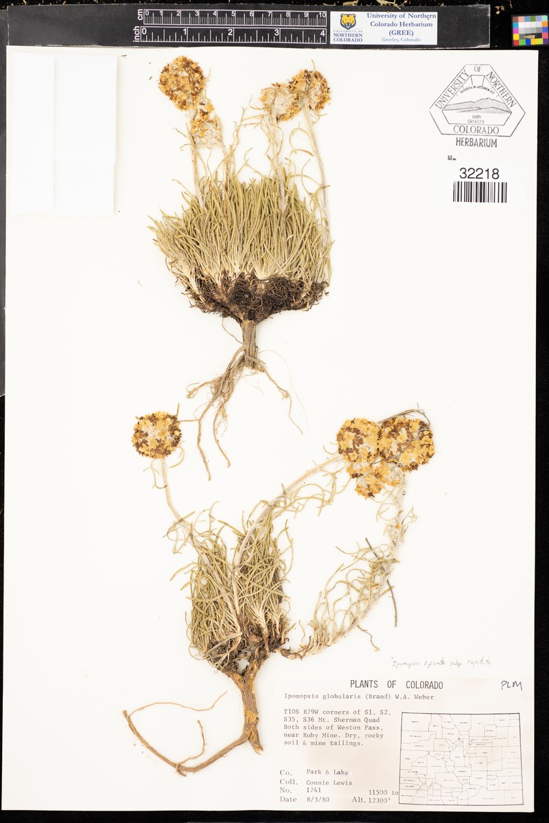 Ipomopsis spicata subsp. capitata photo 7
