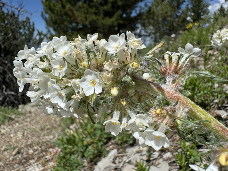 Ipomopsis spicata subsp. orchidacea