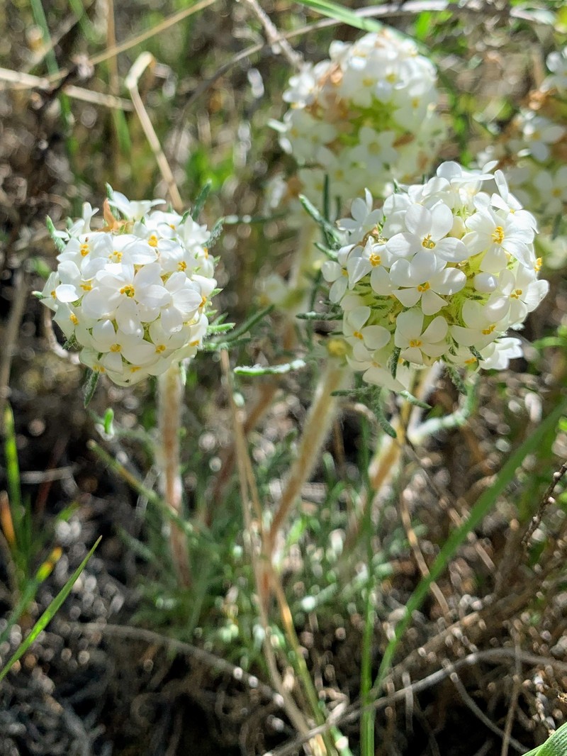 Ipomopsis spicata subsp. orchidacea photo 4
