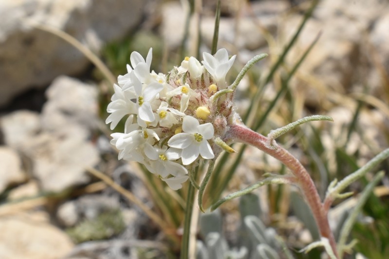 Ipomopsis spicata subsp. orchidacea photo 5