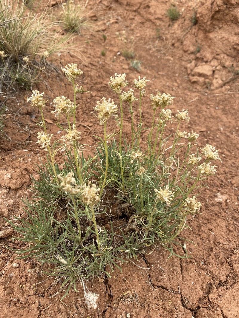 Ipomopsis spicata subsp. orchidacea photo 6