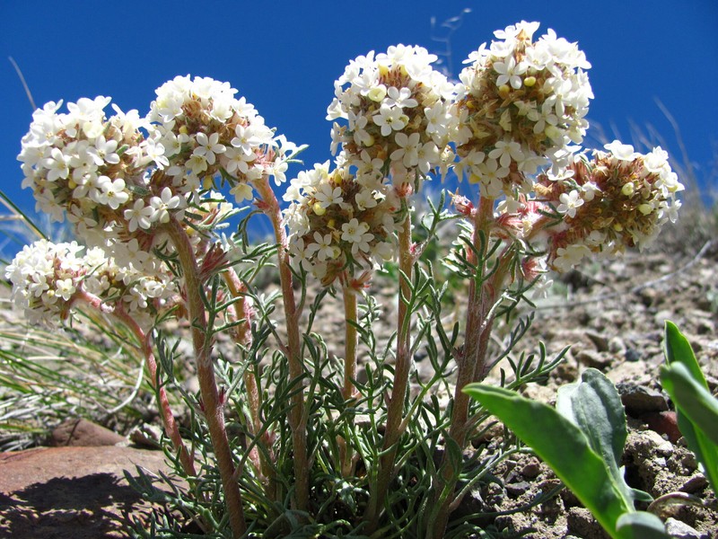 Ipomopsis spicata subsp. orchidacea photo 8
