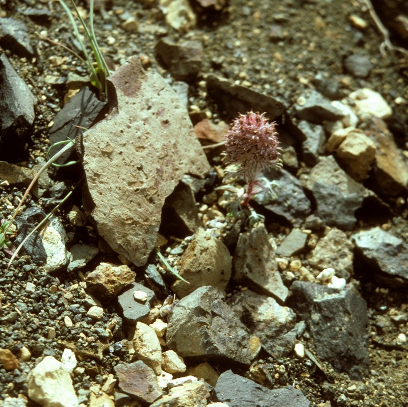 Ipomopsis spicata subsp. robruthiae