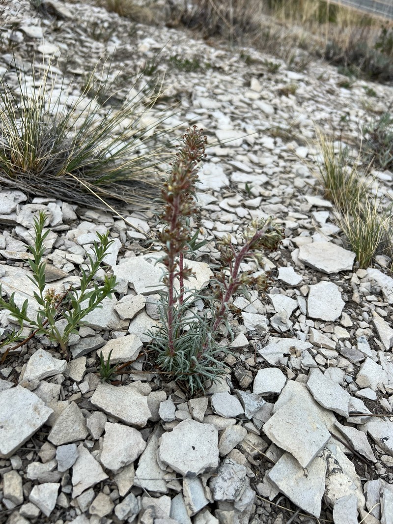 Ipomopsis spicata subsp. spicata