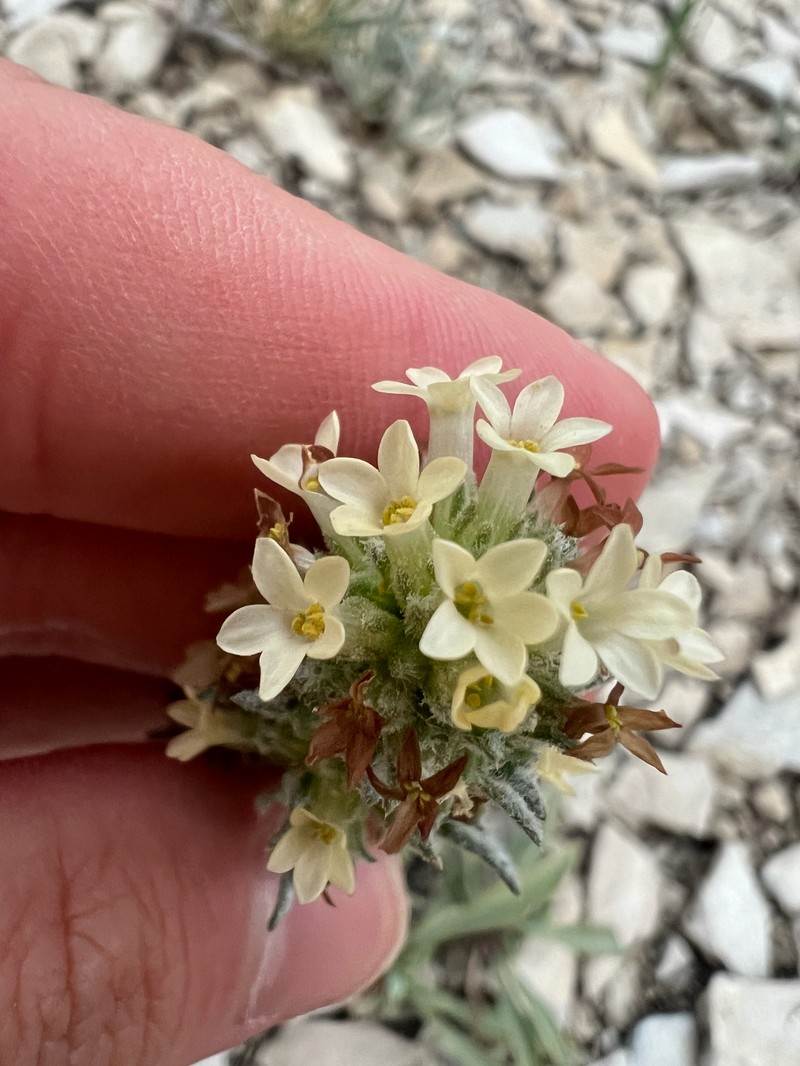 Ipomopsis spicata subsp. spicata photo 2