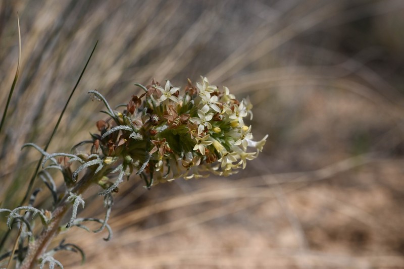 Ipomopsis spicata subsp. spicata photo 3