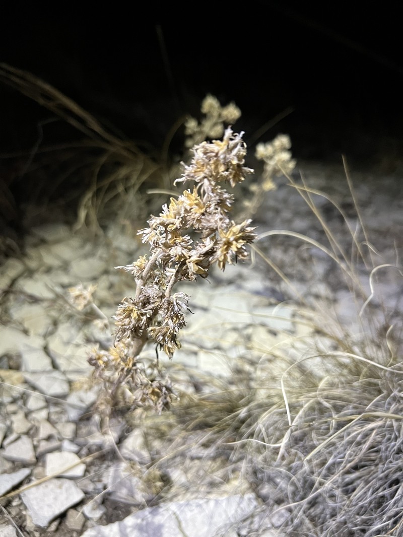 Ipomopsis spicata subsp. spicata photo 4