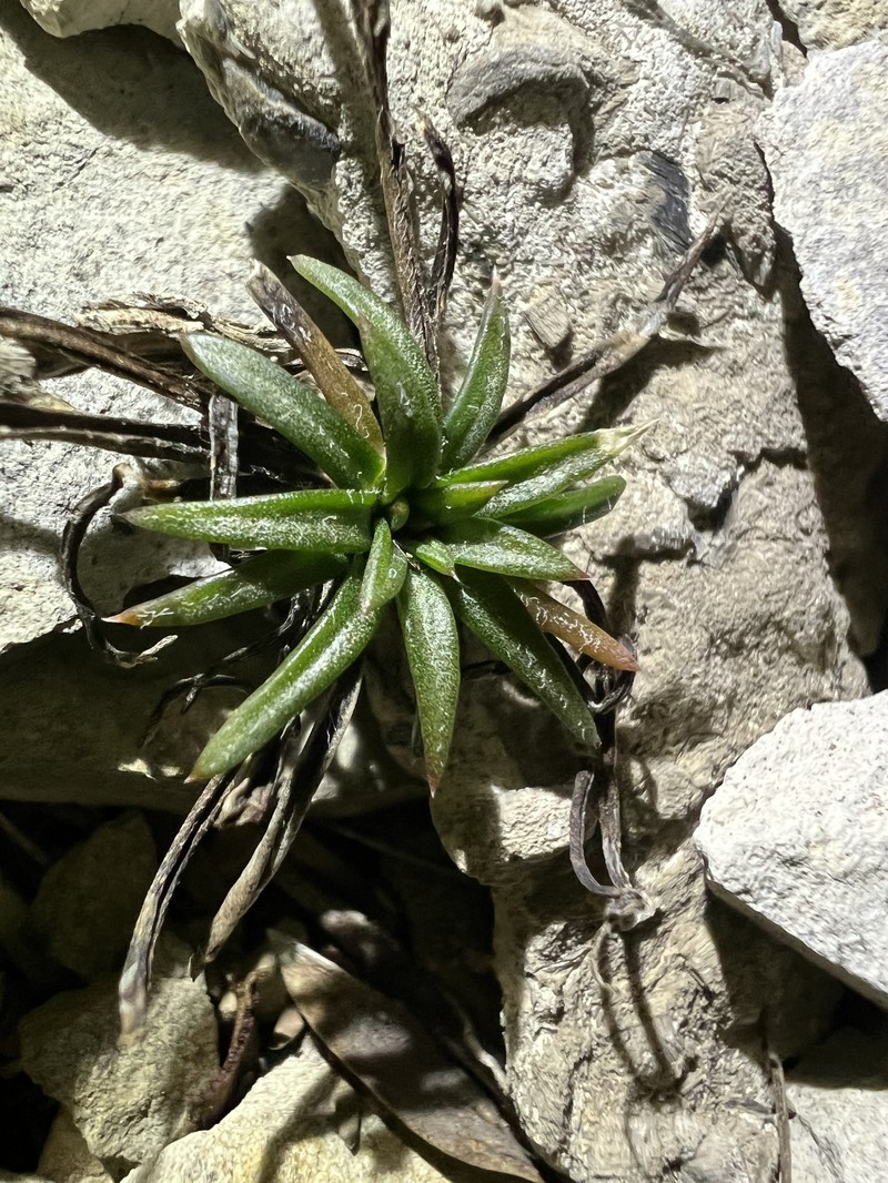 Ipomopsis spicata subsp. spicata photo 5