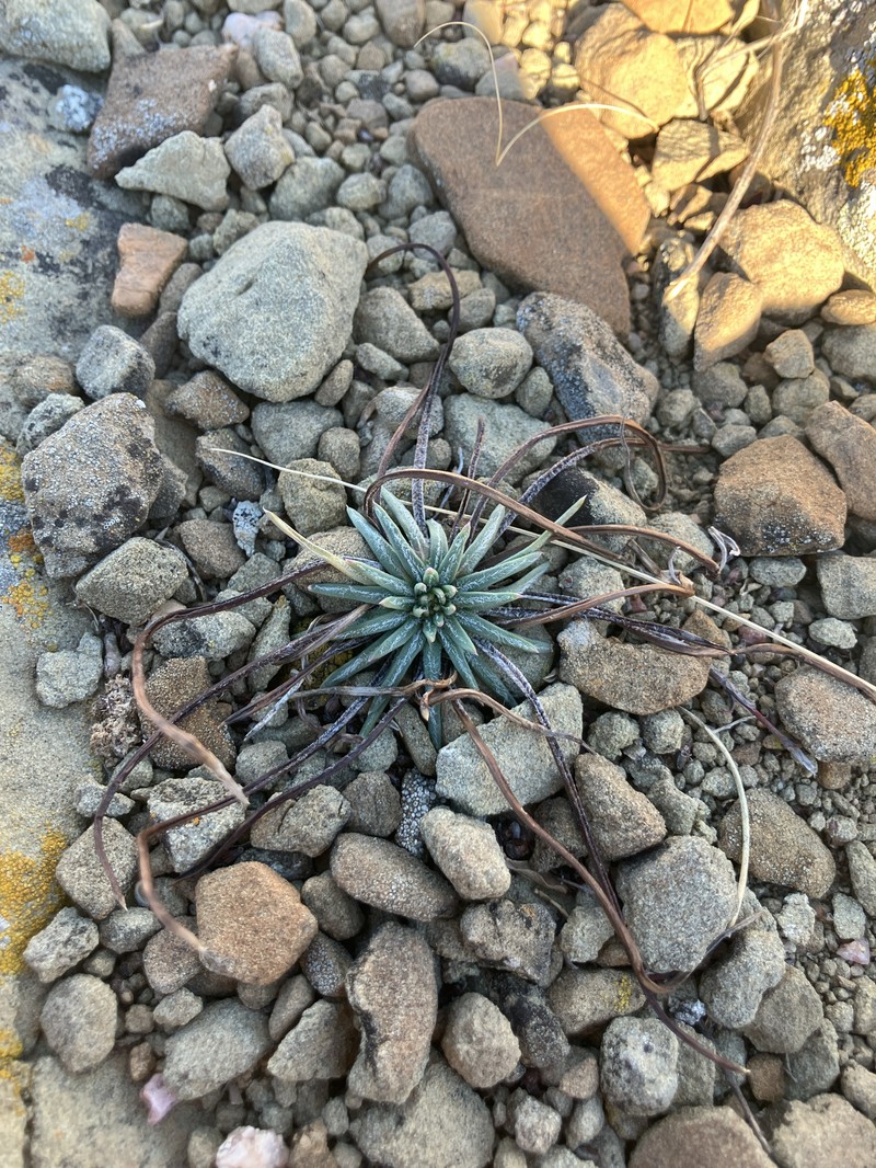 Ipomopsis spicata subsp. spicata photo 6