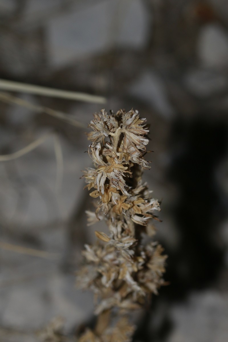 Ipomopsis spicata subsp. spicata photo 7