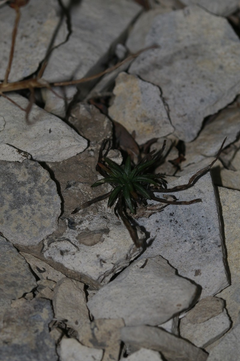 Ipomopsis spicata subsp. spicata photo 8