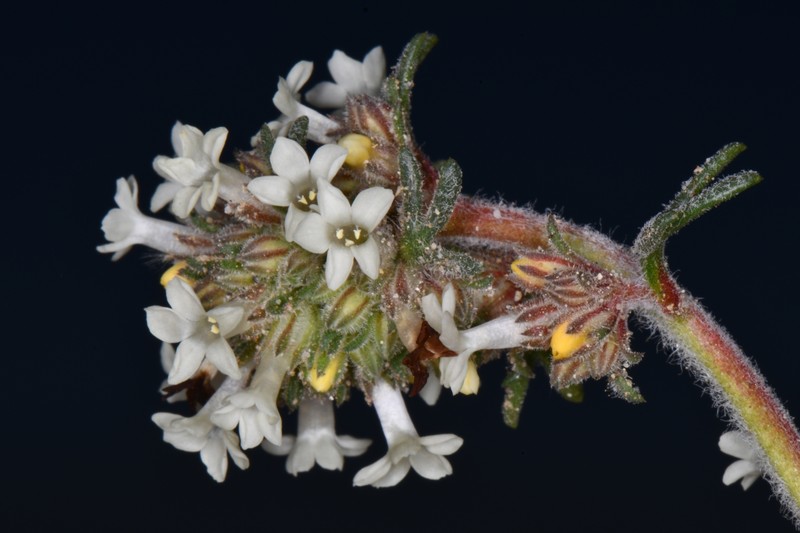 Ipomopsis spicata subsp. tridactyla