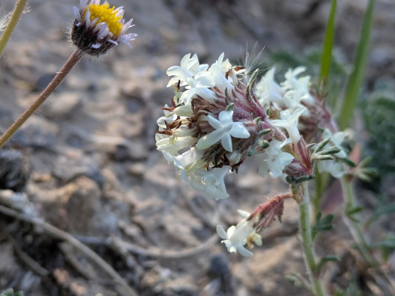 Ipomopsis spicata subsp. tridactyla photo 2
