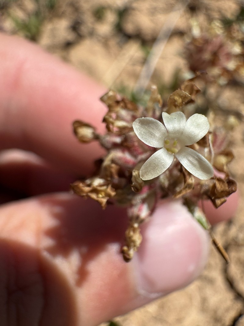 Ipomopsis spicata subsp. tridactyla photo 3