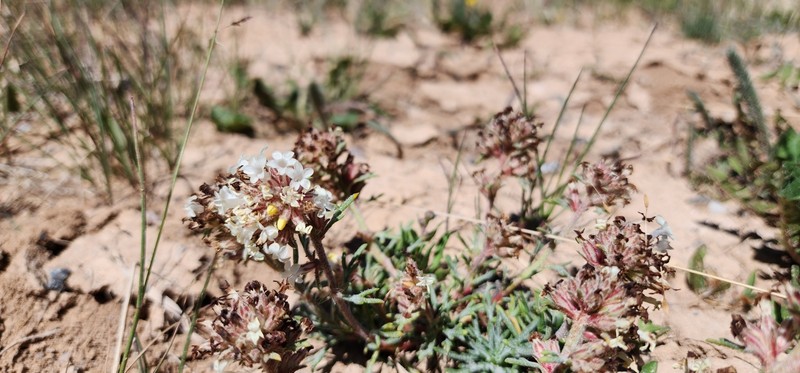 Ipomopsis spicata subsp. tridactyla photo 4
