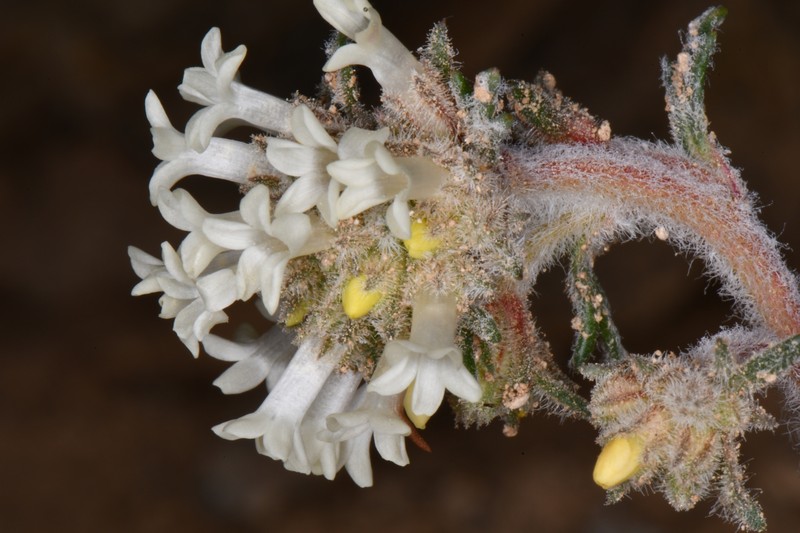 Ipomopsis spicata subsp. tridactyla photo 6