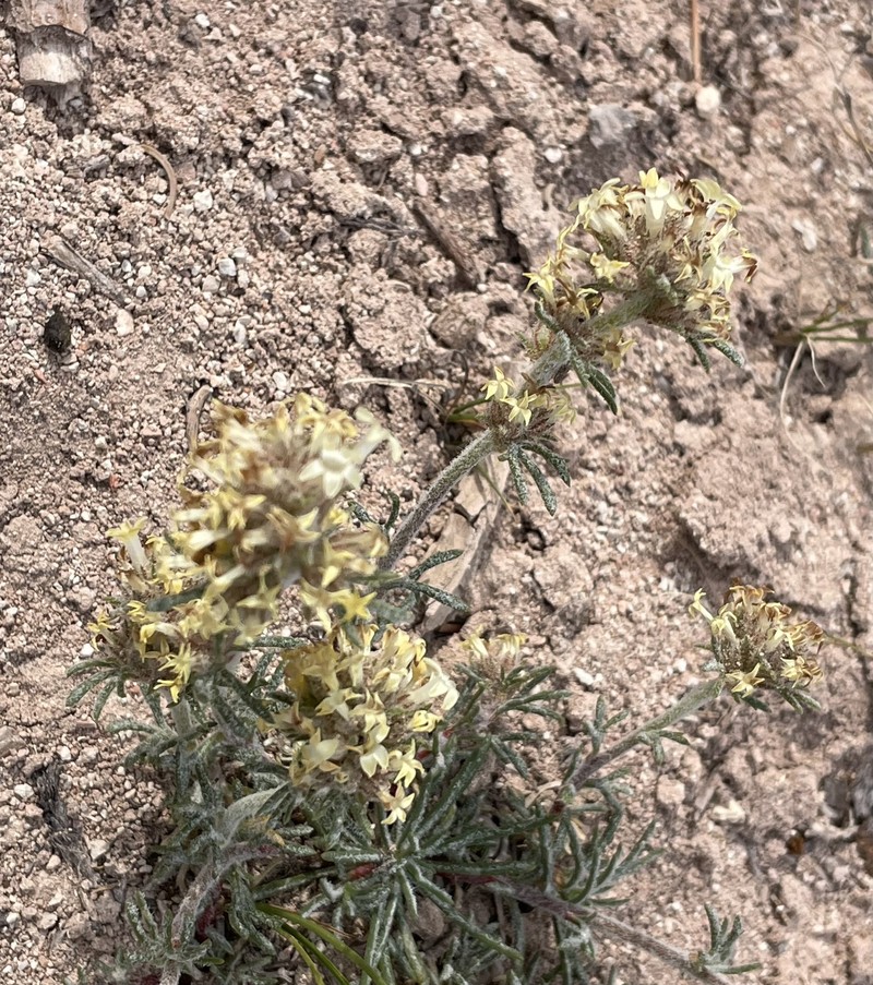Ipomopsis spicata subsp. tridactyla photo 7