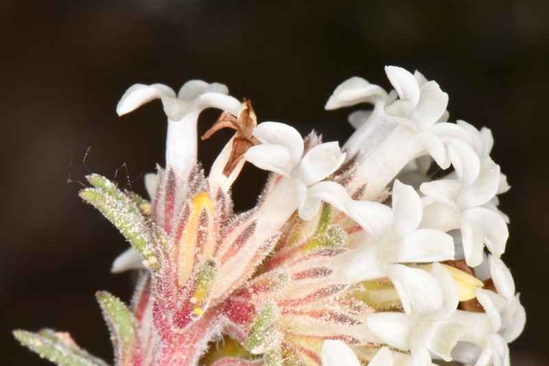 Ipomopsis spicata subsp. tridactyla photo 8