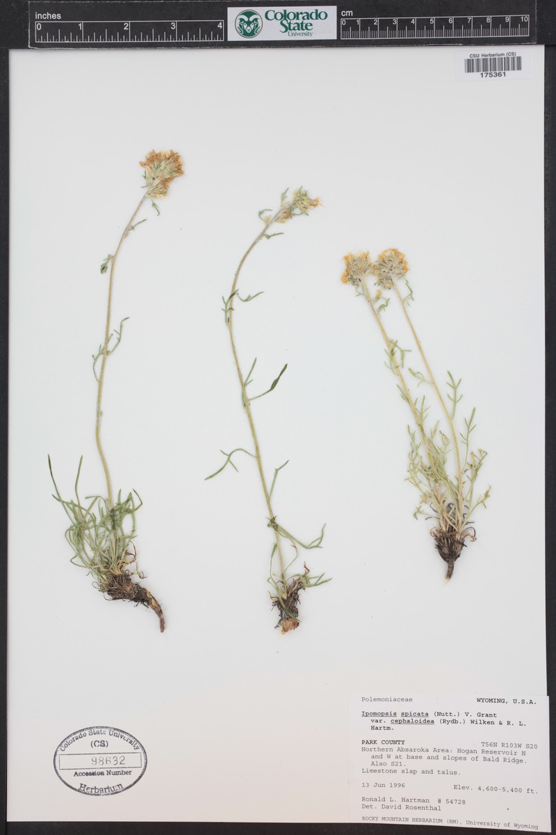 Ipomopsis spicata var. cephaloidea photo 4