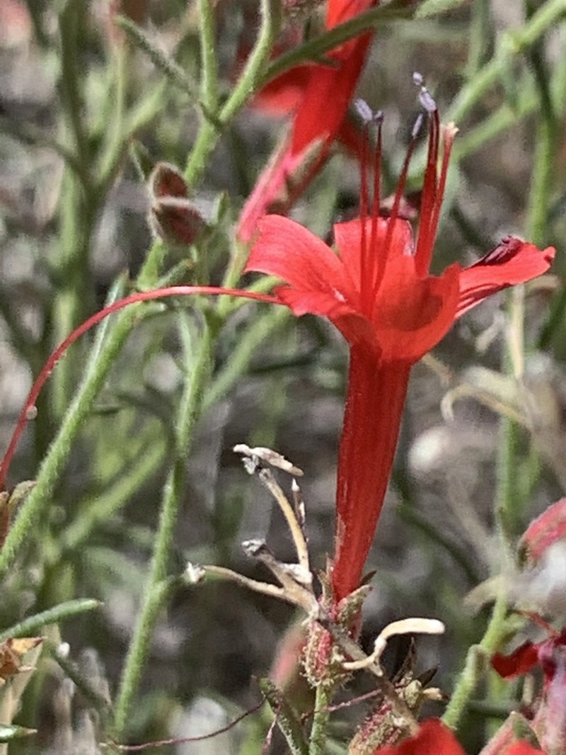 Slenderleaf Skyrocket photo 3
