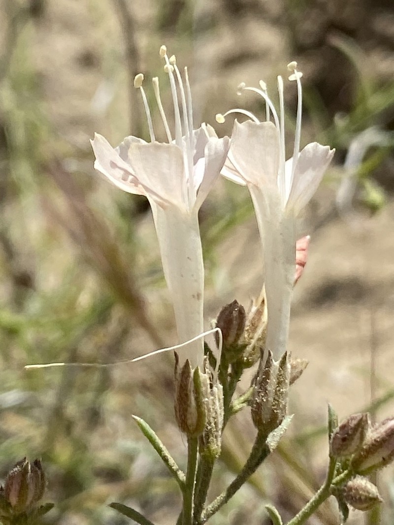 Slenderleaf Skyrocket photo 7